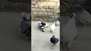 Kobitar pigeonviralvideo amazingpigeon kobitar [upl. by Sirdi]