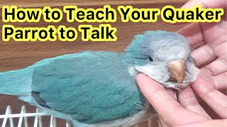 How to Teach Your Quaker Parrot to Talk  Talking Parrot parrots [upl. by Guillema]