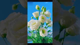 Beautiful Lisianthus Flower shortvideo gardening flowers trending [upl. by Asselam798]