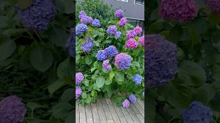 hydrangeamacrophyllaгортензияgardenгортензіяflowers parkjardinshortsアジサイсадnaturesummer [upl. by Aicre]