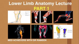 Lower Limb Anatomy Lecture Part 1 FCPS 1 [upl. by Seditsira]