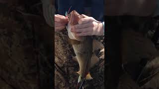 big cod caught boat fishing anstruther fife scotland [upl. by Odelle]