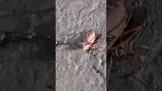 A strong Ant Carrying a Boxelder Bug [upl. by Rosy746]