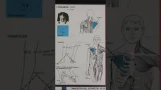 Corazón puntos neurolinfáticos [upl. by Campbell135]