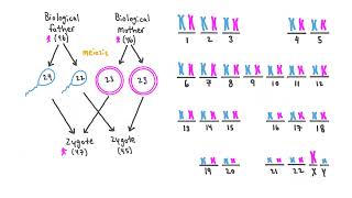 Chromosomal Abnormalities Explained [upl. by Nosnehpets677]