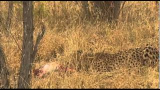 Mar 28 WildEarth Safari AM drive Cheetah with a kill [upl. by Dadelos]