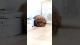 absolutely adorable teacup red female Poodle Meet Merlot [upl. by Anirehc]