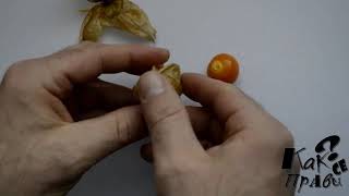 How to eat Physalis fruit and berries [upl. by Leur309]