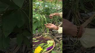 Harvesting long cowpea farming [upl. by Aicertap]