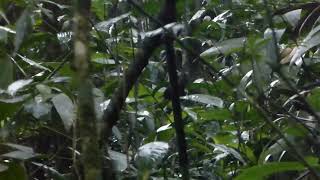 Santa Marta Tapaculo Scytalopus sanctaemartae Santa Marta Colombia 28 Oct 2016 [upl. by Ahsratan]