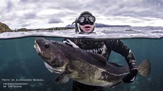 Spearfishing Cod in Saltstraumen [upl. by Vivyan]