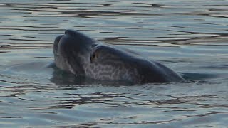 Tiger Muskie Swimming with Head out of Water Lake St Clair [upl. by Free377]