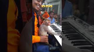 monkey playing the keyboard 😱😱😱🎹🙆‍♂️ viral funny keyboardmusic keyboard [upl. by Venice864]