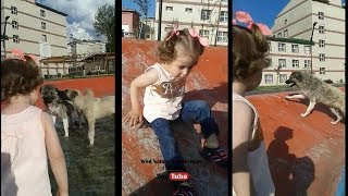 A Little Girl Wants To Play With Dogs [upl. by Karisa]