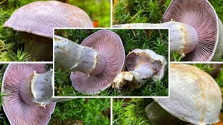 Bocksdickfuß oder Rötelritterling Ziegendickfuß ZiegenbockDickfuß Cortinarius camphoratus [upl. by Llieno59]