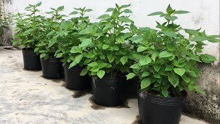 How to grow and care for Elsholtzia cristata in pots at home for garden lovers [upl. by Selokcin]