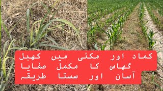 How to control khabal grass cynodon dactylon in maize and sugarcane crop [upl. by Yelrehs]