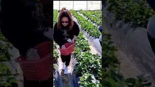 Strawberry farm  fanling hongkong [upl. by Willis]