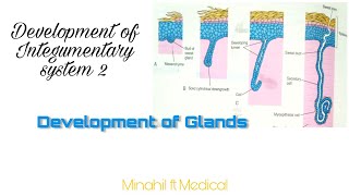 Development of Integumentary system Embryology  Part 2 Development of glands [upl. by Leunamme]