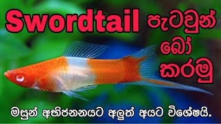 How to breed Swordtail FishFHDin Sinhala [upl. by Putnem683]