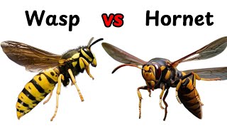 What Is The DIFFERENCE Between Wasps and Hornets [upl. by Nnyliak]