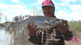 Fishing Strip Bass Splittail Suck and Pikeminnow Fish Sacramento River 2024 [upl. by Iva]