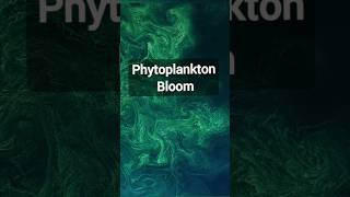 Phytoplankton Bloom  How water change their color 🤔shortvideo shorts facts phytoplankton [upl. by Stilwell]