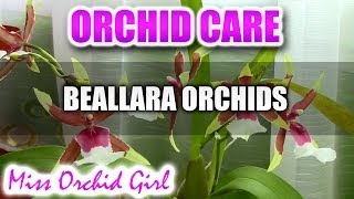 Orchid care  How to care for Beallara Aliceara Orchids  watering fertilizing reblooming [upl. by Rodger]