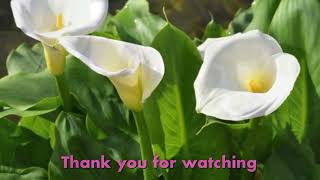 How to grow Calla lily indoors amp outdoors  Zantedeschia care guide as a houseplant [upl. by Alrahc]