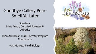 Invasive Callery Pear Tree Control and Elimination [upl. by Rehtul]