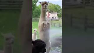 Why Do Llamas Spit animalcontent laughoutloudanimals funnyanimals [upl. by Eneres]