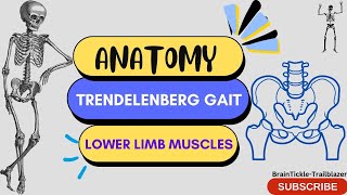 Trendelenburg Gait  Weak Hip Abductor Gait  Lower Limb Anatomy🦵🏻📚 [upl. by Adnaram]