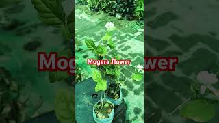 mogre ka phul khushbu Wale flower gardening [upl. by Norward]