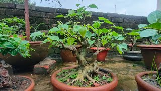 My small bonsai garden in monsoon [upl. by Eimile]