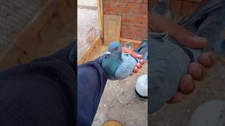 Back after 2 months😱minivlog myfarmbuddies pigeon kabutarvlogvlogs [upl. by Akiemaj]