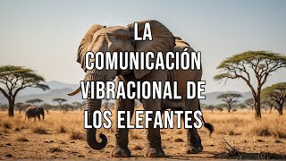 La comunicación vibracional de los elefantes [upl. by Malinda119]