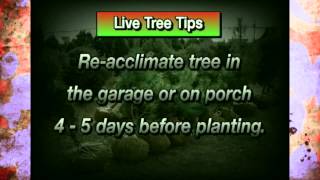 Keeping Live Christmas Trees Living in Your Home [upl. by Anyad641]