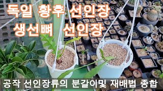 공작 선인장 독일 황후 생선뼈 선인장 재배 방법 분갈이및 키우는 방법 총정리 Epiphyllum germanempress amp Cryptocereus anthonyanus [upl. by Jaela316]