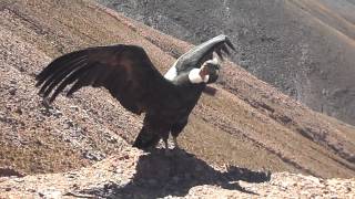 LIBERACIÓN DEL CONDOR ANDINO quotMORENOquot CUESTA DE LIPAN JUJUY [upl. by Orodisi]