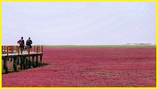 Even the Sea is Red in China [upl. by Niemad]