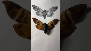 Drawing a cicada 🪰 [upl. by Eahsan]