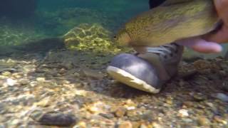 Fly Fishing Curtis Creek North Carolina [upl. by Turtle]