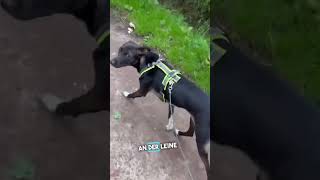 Ängstliche Hunde brauche keine vorsichtigen Menschen  hundetrainer hundetraining tierschutzhund [upl. by Ramin]