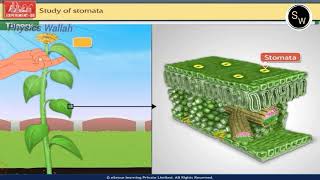 Study of stomata  Class 10  Biology Practical [upl. by Kcirdnekal]