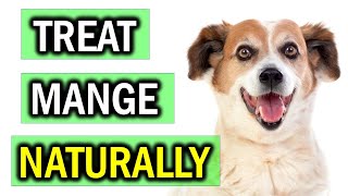 How to Get Rid of Mange on Dogs Naturally [upl. by Berwick]