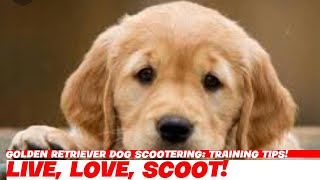 Golden Retriever Dog Scootering Training Tips [upl. by Enilada]