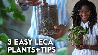 3 easy plants to grow in LECA Semihydroponics  tips  passivehydroponics [upl. by Ioab]