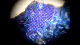 WARNING BIOLOGICAL TRACKING DEVICE QUANTUM DOTS EXPERIMENT ON HUMANITY MORGELLONS GMO [upl. by Esital]