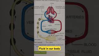 Fluid in our body  transport inside the body  heart  artery and veins biology class12 class10 [upl. by Schwerin]