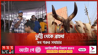 চুয়াডাঙ্গাতে গরুর মেলা  BDFA TriDistrict Cow Fair  Chuadanga News  Somoy TV [upl. by Laurena731]